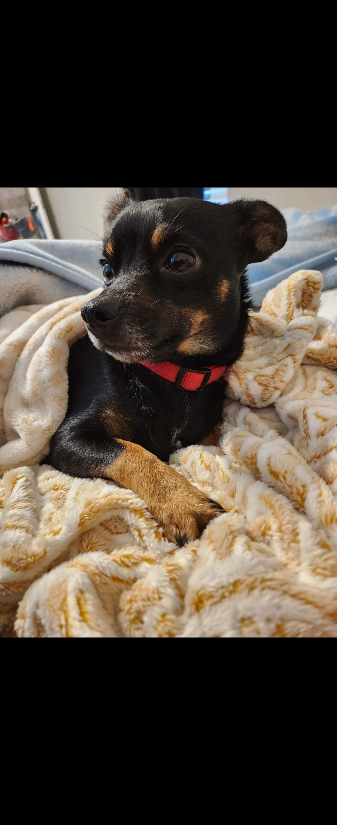 Lost Dog