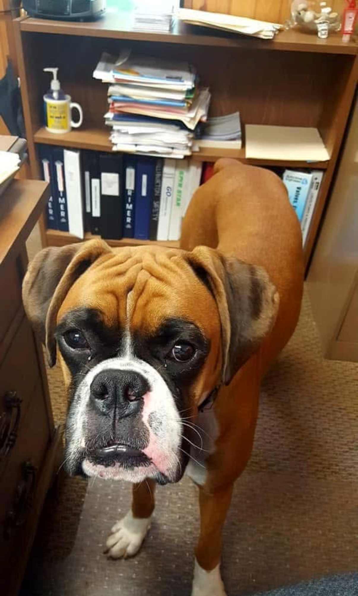 Lost Dog