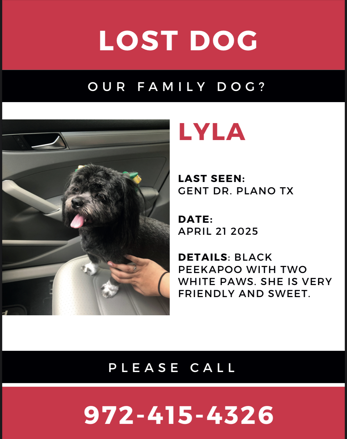 Lost Dog