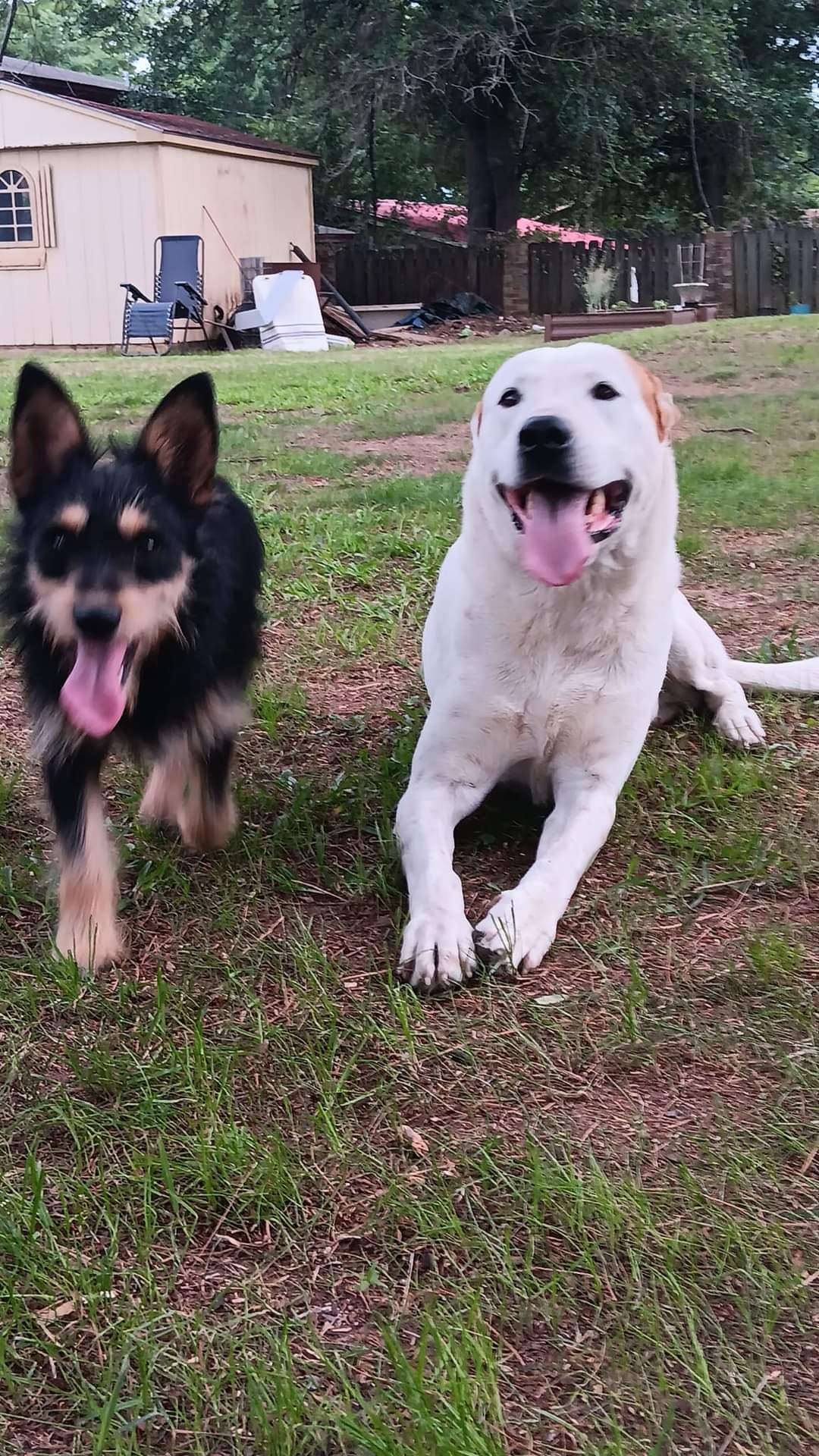 Lost Dog