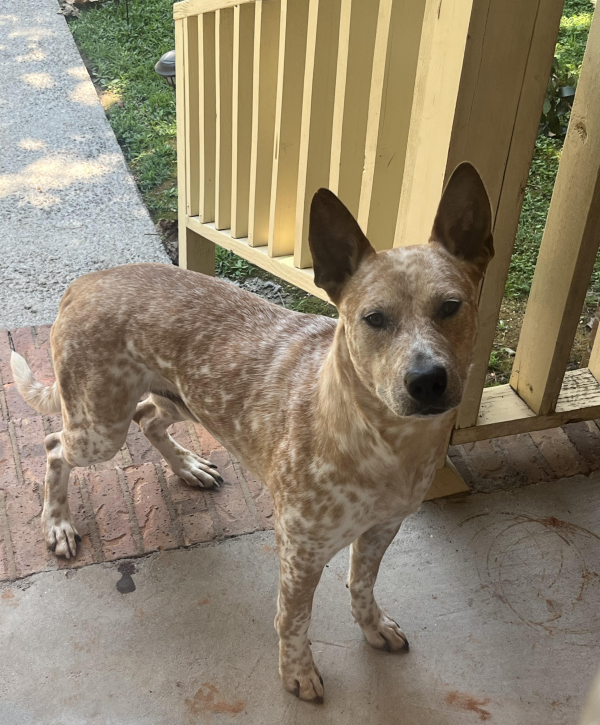 Lost Dog