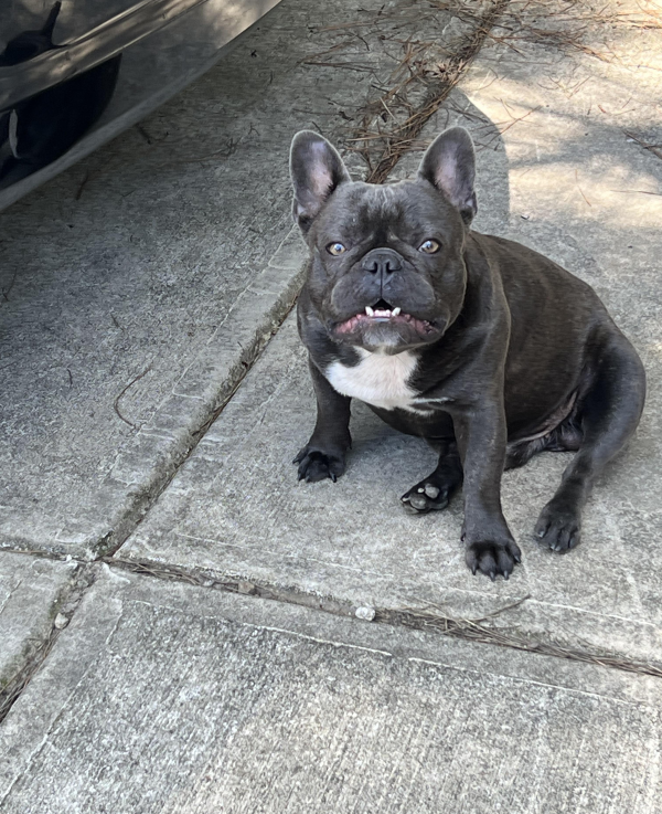 Lost Dog