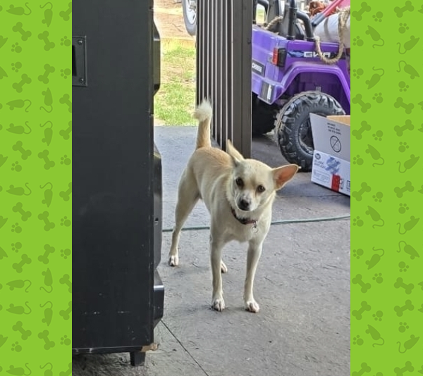 Lost Dog