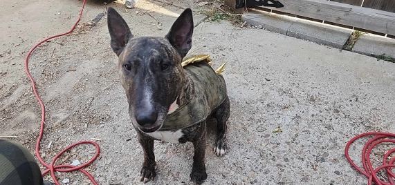 Lost Dog
