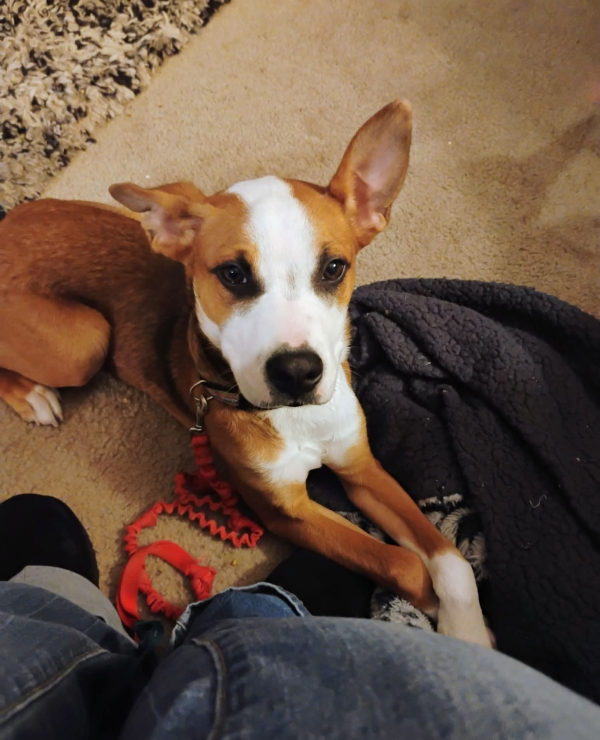 Lost Dog