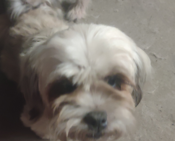 Lost Dog