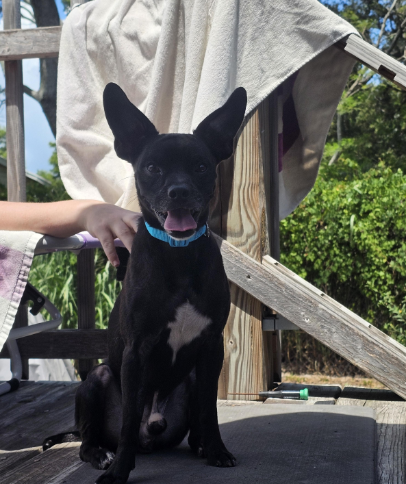 Lost Dog