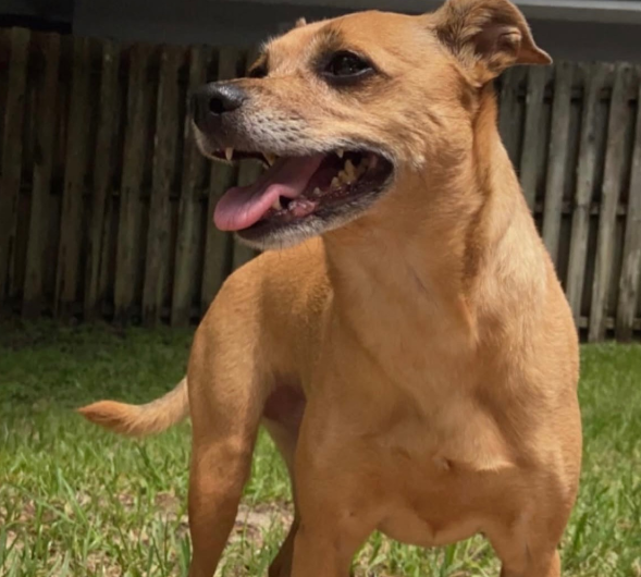 Lost Dog