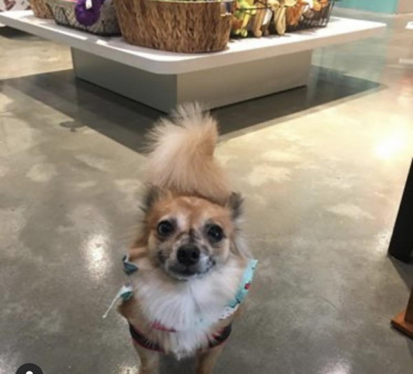 Lost Dog