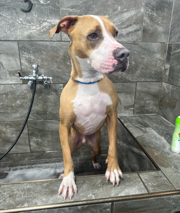 Lost Dog