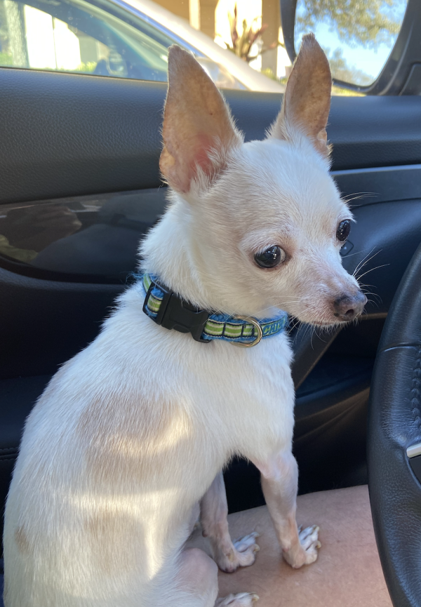 Lost Dog