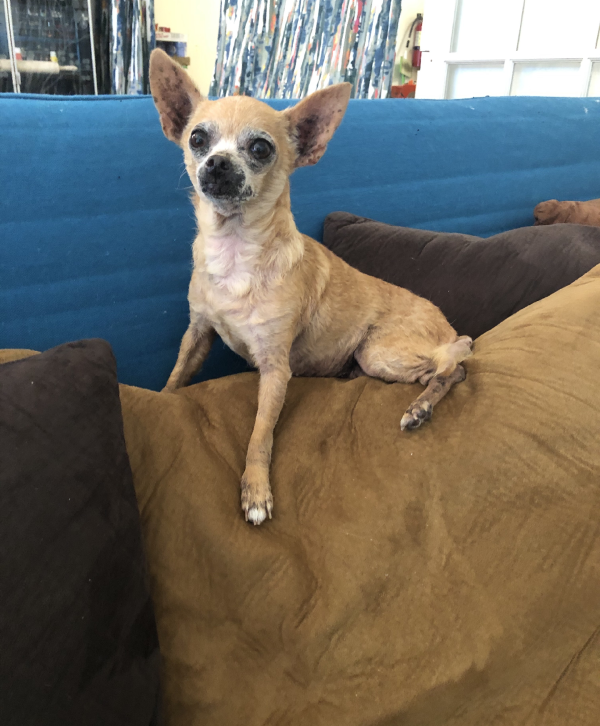 Lost Dog