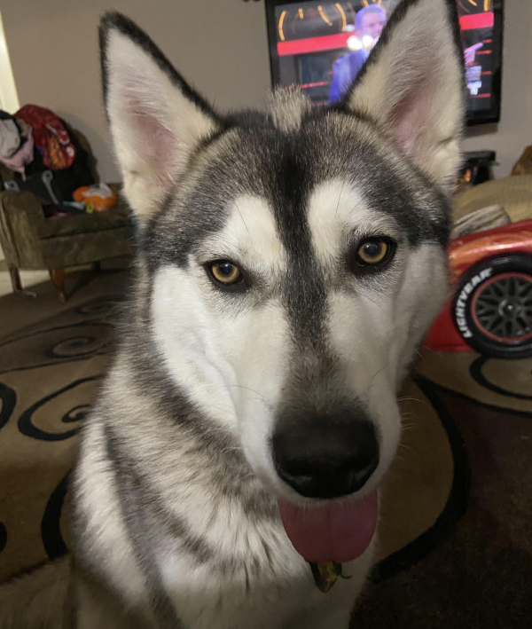 Lost Dog