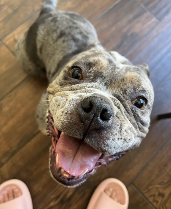 Lost Dog