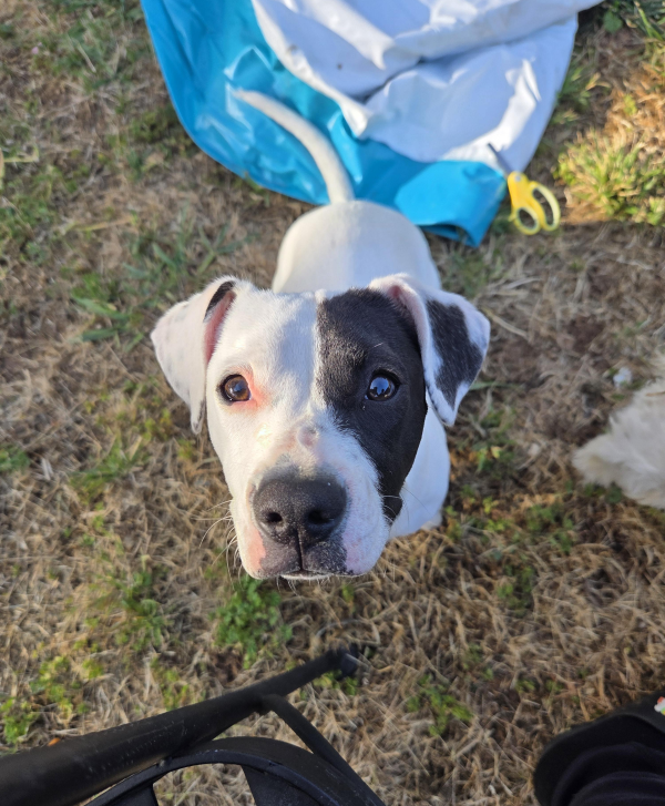 Lost Dog