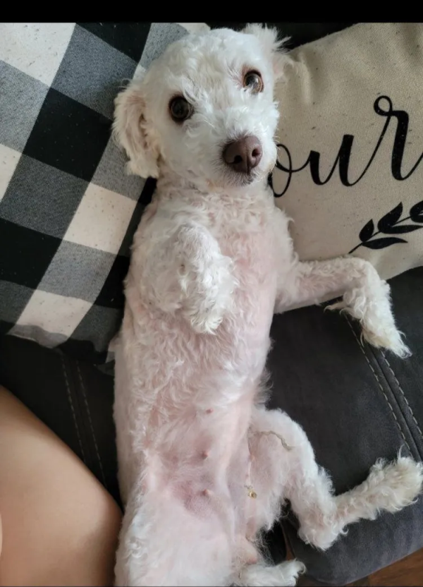 Lost Dog