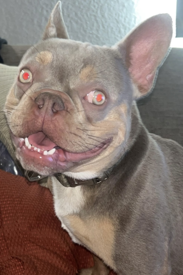 Lost Dog