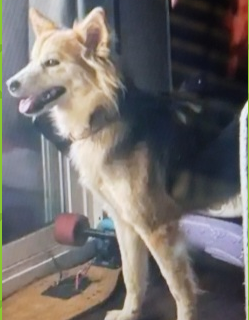 Lost Dog