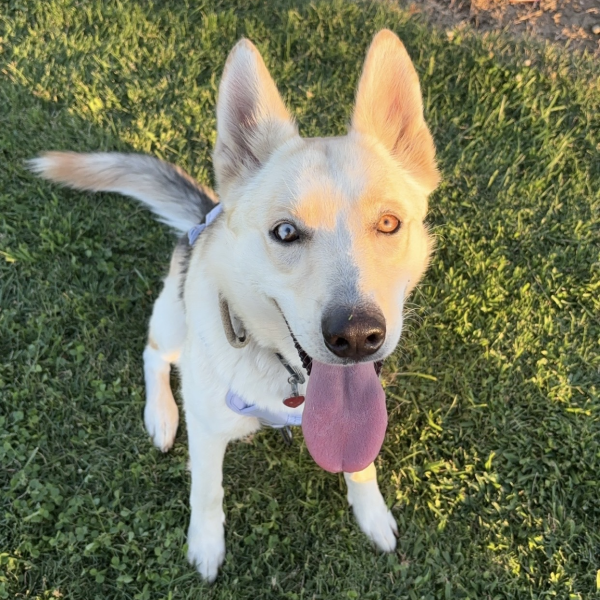Lost Dog