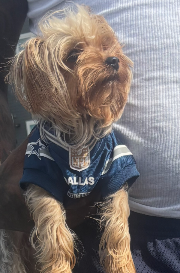 Lost Dog