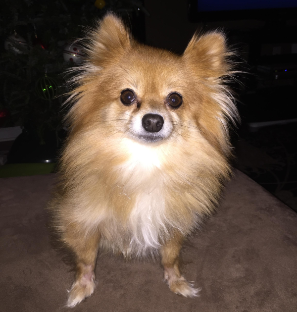Lost Dog