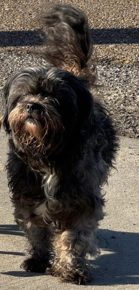 Lost Dog