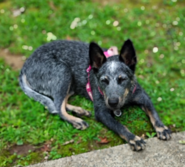 Lost Dog