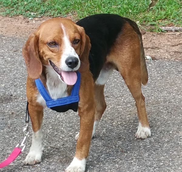 Lost Dog