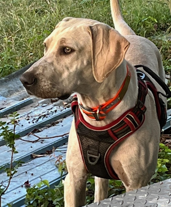 Lost Dog