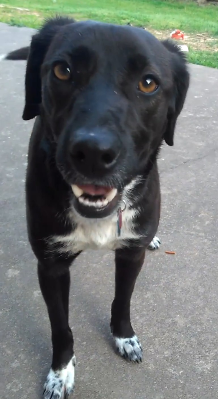Lost Dog