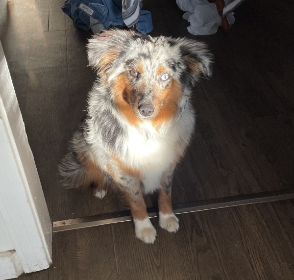 Lost Dog