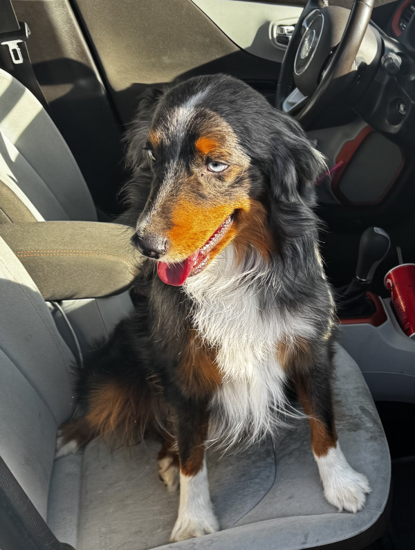 Lost Dog