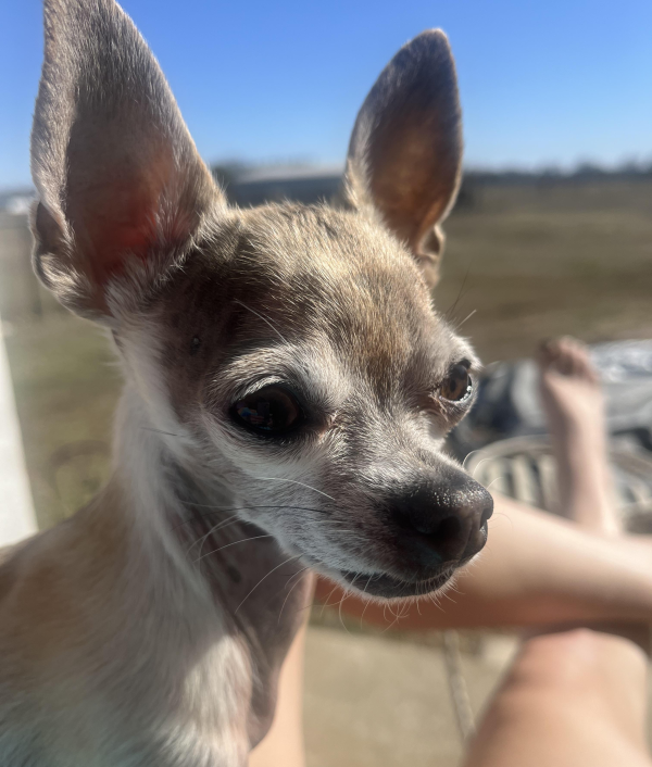 Lost Dog