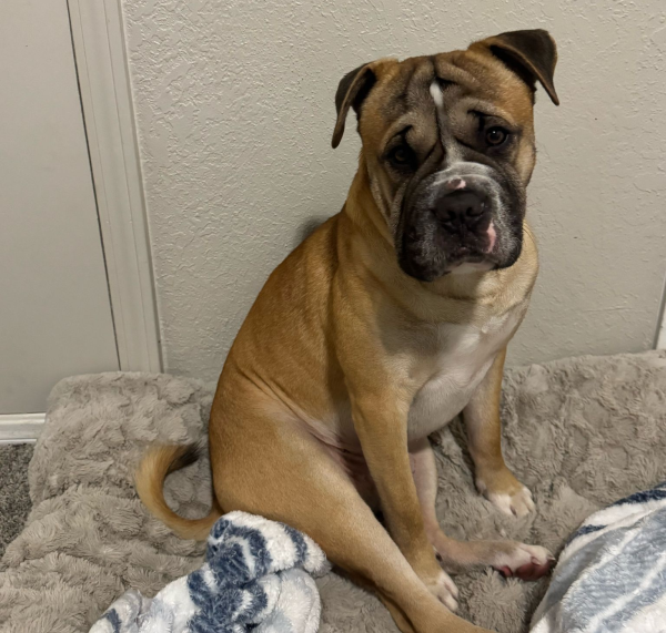 Lost Dog