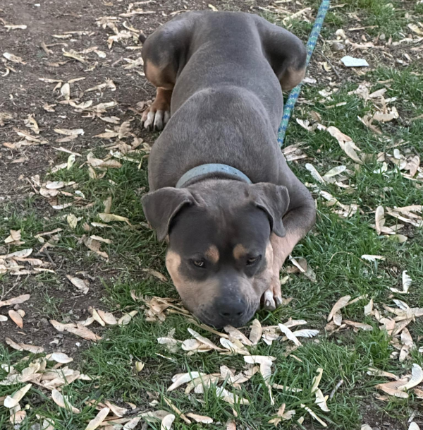 Lost Dog