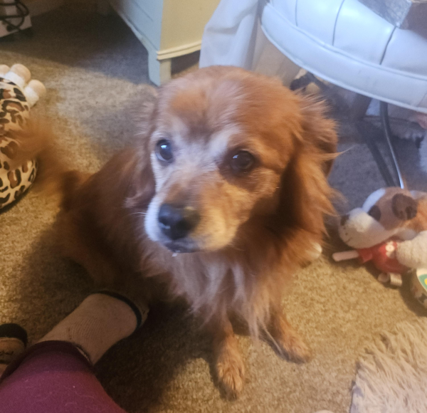 Lost Dog
