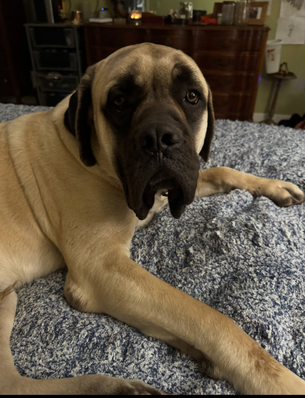 Lost Dog