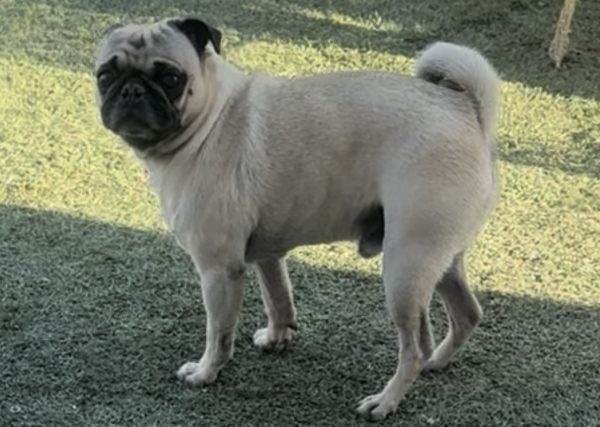 Fido