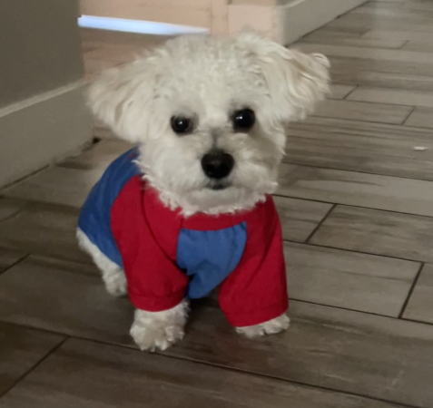 Lost Dog