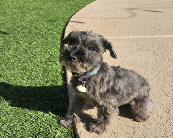 Lost Dog