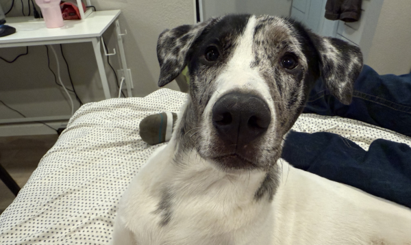 Lost Dog