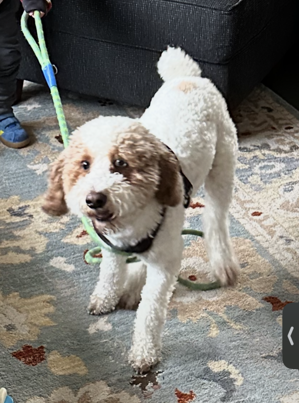 Lost Dog