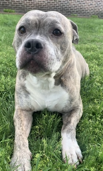 Lost Dog