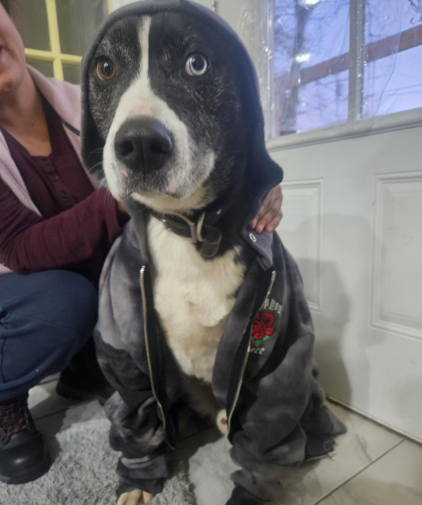 Lost Dog