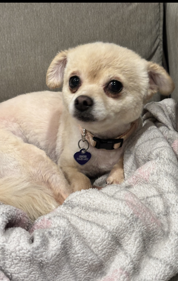 Lost Dog