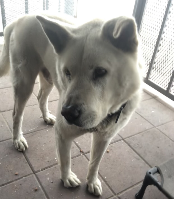 Lost Dog