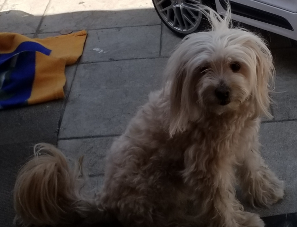 Lost Dog