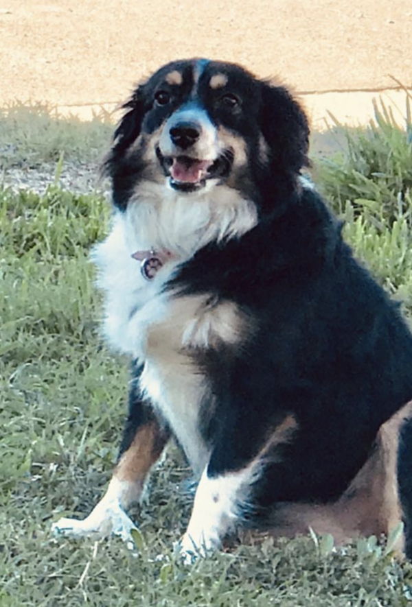 Lost Dog