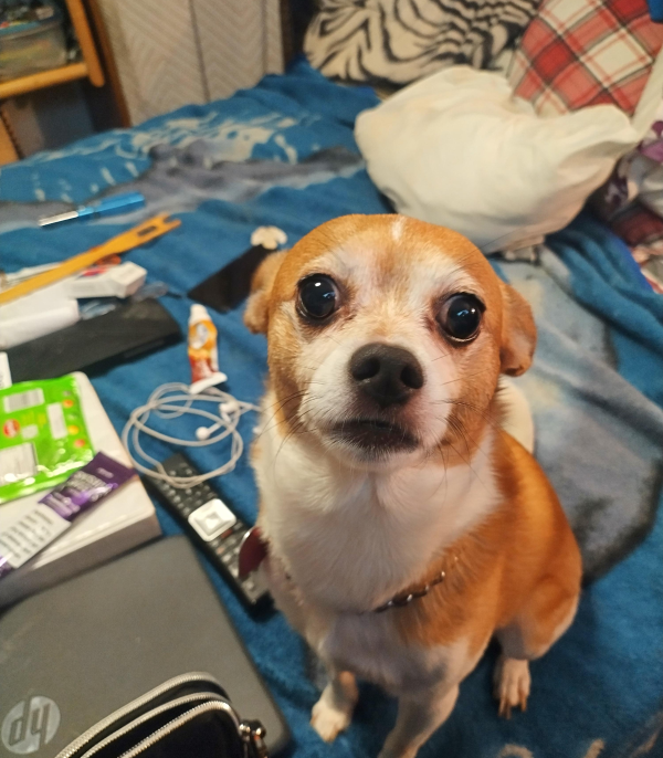 Fido