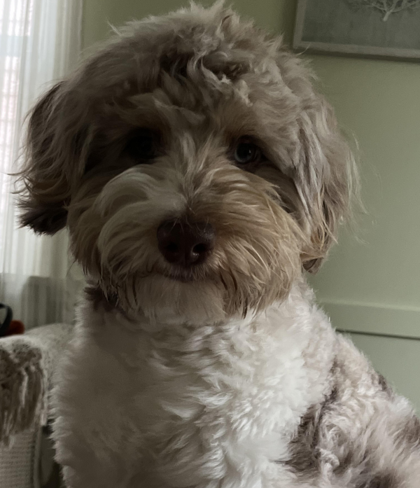 Fido
